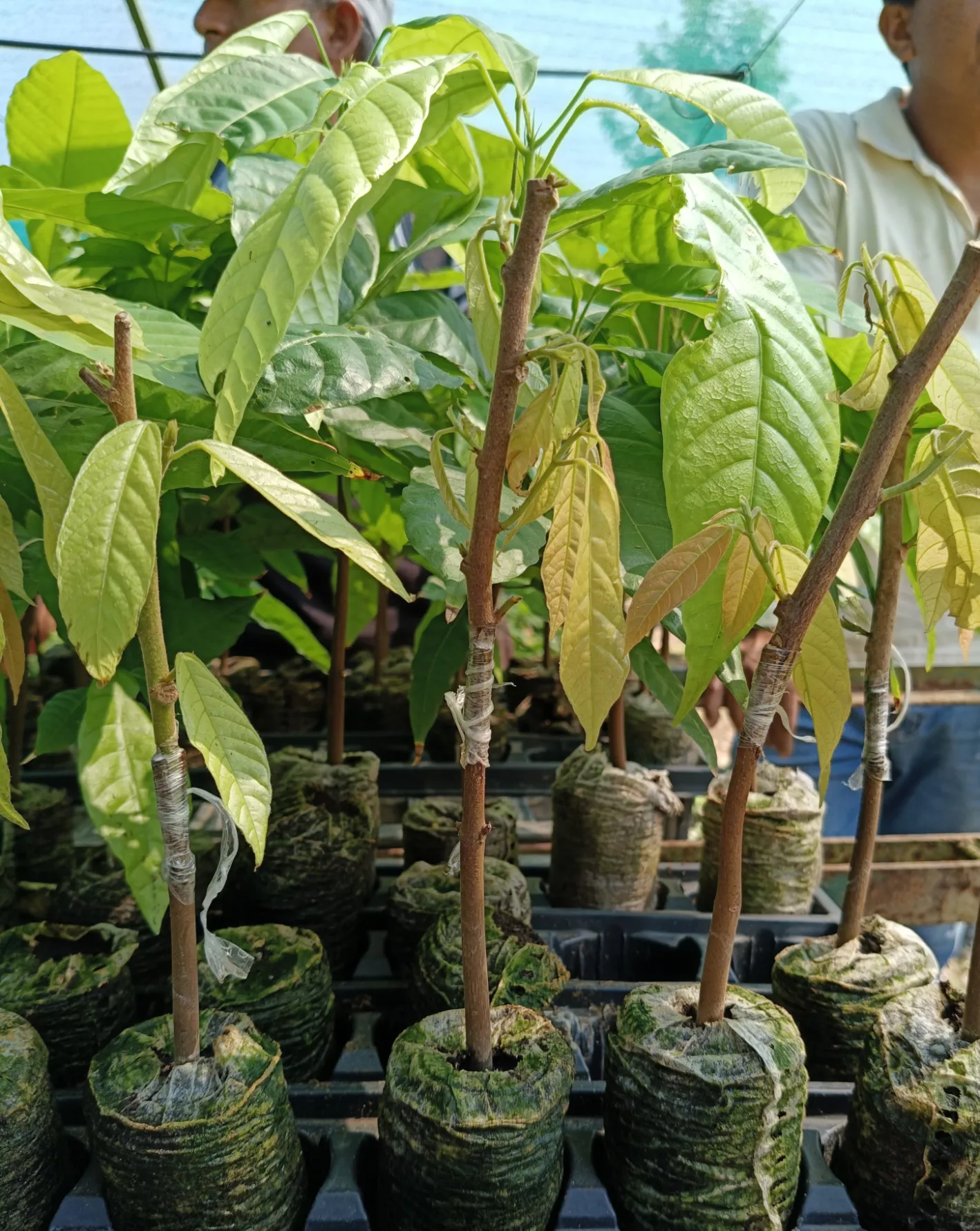 Cacao