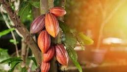 Cacao