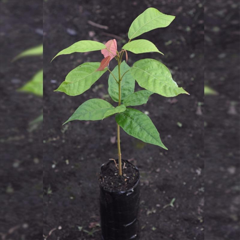 Cacao