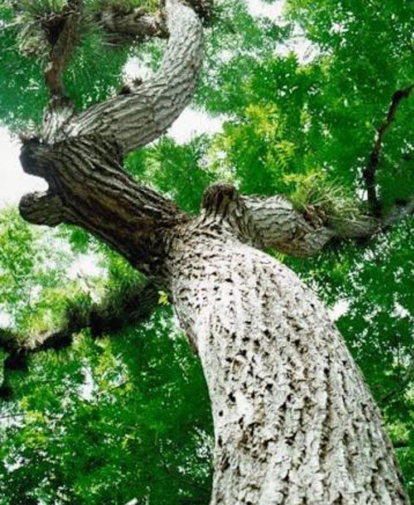 Cedro
