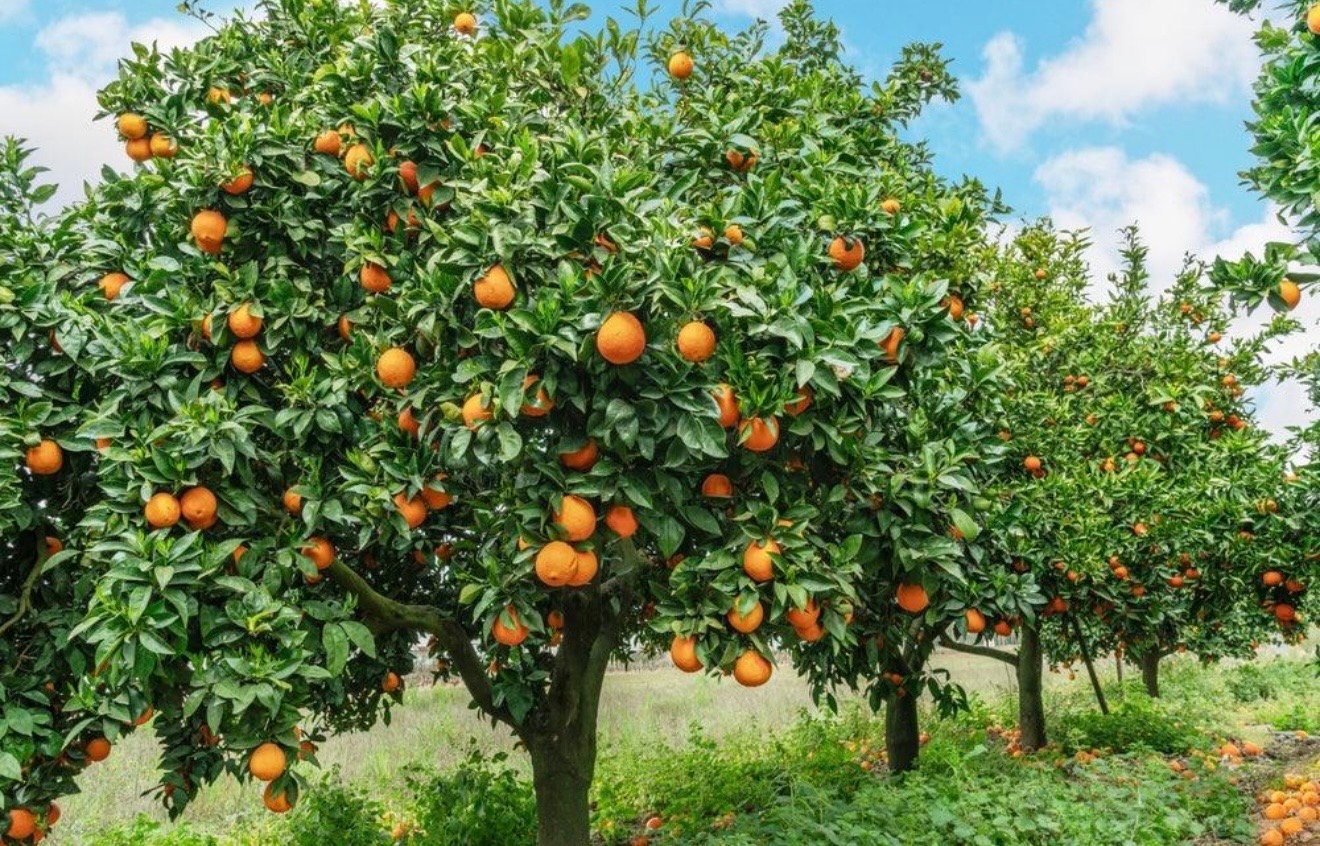 Naranja dulce