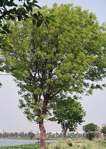Caoba de Honduras