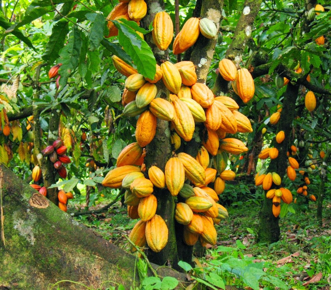 Cacao