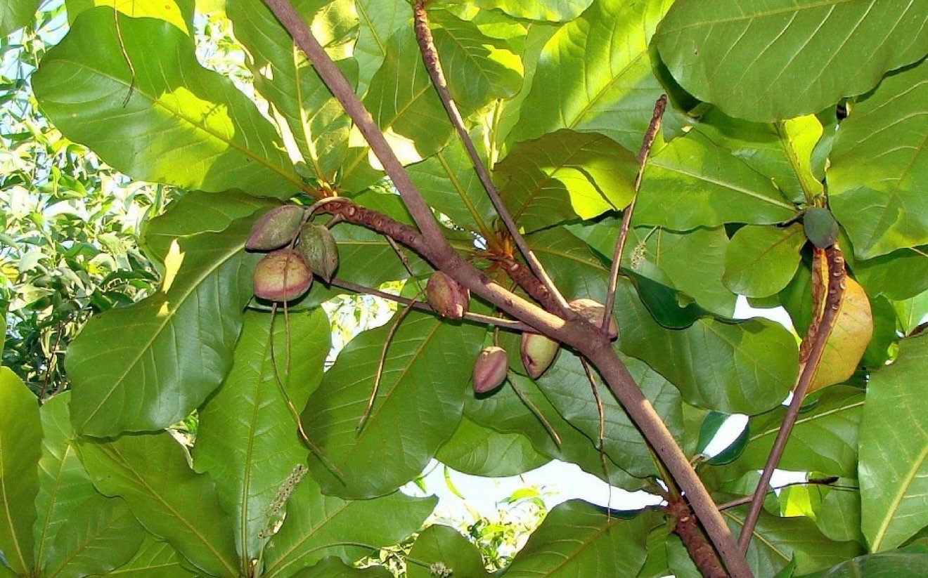 Almendra