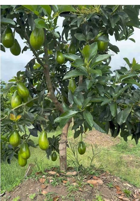 Aguacate