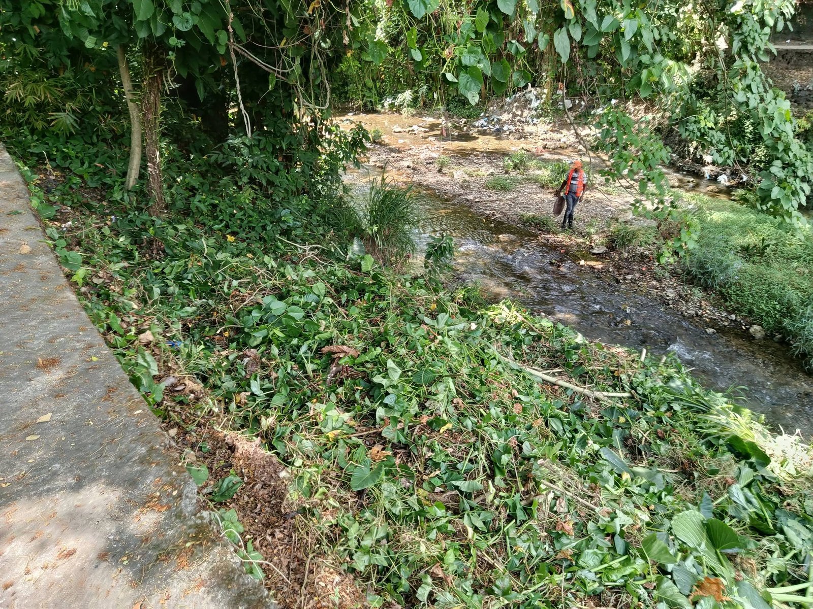 Fundación Te Quiero Verde RD realiza jornada de limpieza en el puente del río Jaya para la creación de un parque forestal.